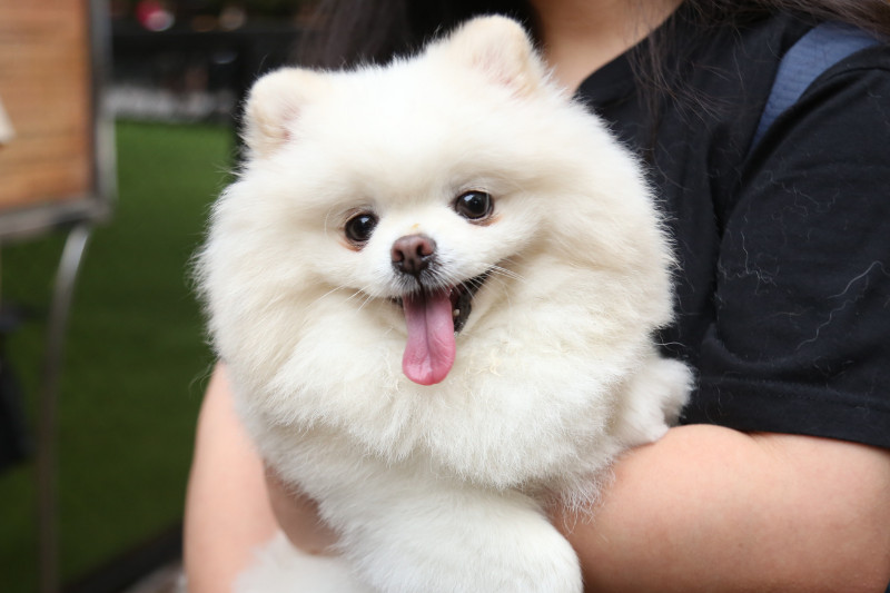 פינוק אמיתי לכלב - היכן שכלבים מתפנקים בלי דאגות: המדריך לפנסיונים מובילים